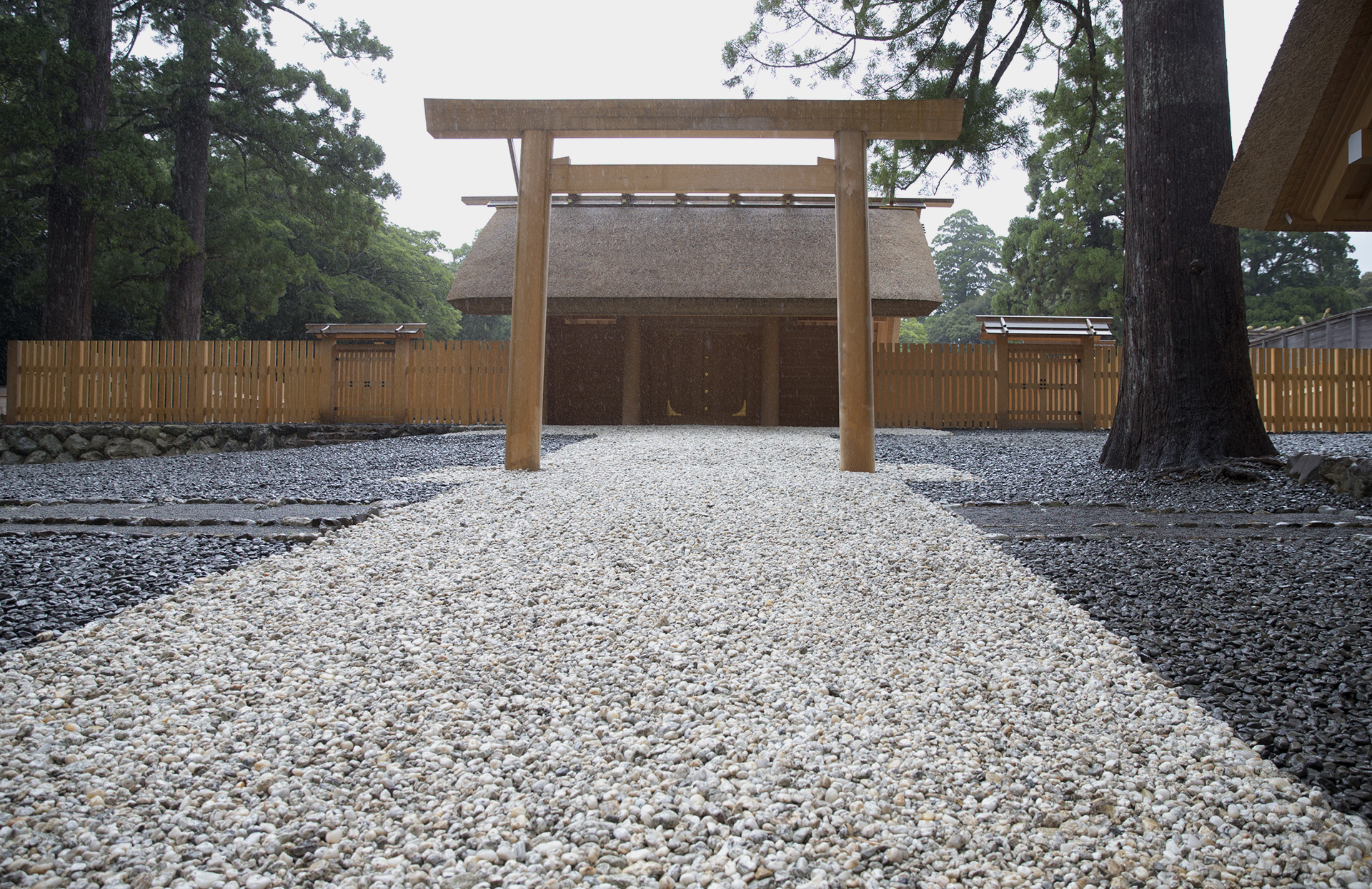 出雲大社の松ぼっくり
